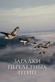 Загадки перелётных птиц