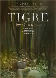 Тигр